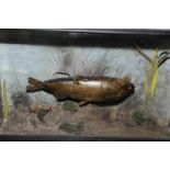 Victorian taxidermy study of a fish in n