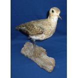 Taxidermy study of a Golden Godwit mount