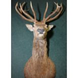 Extremely large and well executed taxidermy of a head and shoulder mount of a stag with fourteen