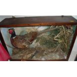 Taxidermy study of a ring necked cock ph