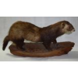 Taxidermy study of a mink mounted on woo