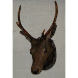 Taxidermy study of a head mount figure of a stag with six point antlers