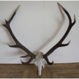 Ten point pair of antlers and deer's skull