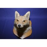 Edwardian taxidermy study of a foxes head mount on oak shield