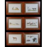 Property of a lady - Continental school - VARIOUS ANIMAL STUDIES - a set of six watercolours, each