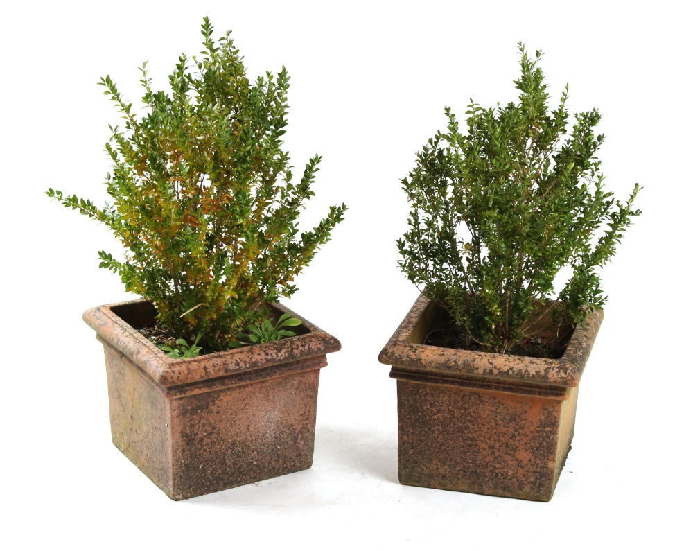 Property of a deceased estate - a pair of terracotta garden planters with small box trees, each