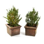 Property of a deceased estate - a pair of terracotta garden planters with small box trees, each