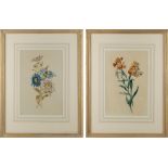 English school - BOTANICAL STUDIES - a pair, watercolours, each 12.75 by 8.25ins. (32.4 by
