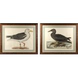 Property of a deceased estate - William Lizars (engraver) - 'GREAT BLACK BACKED GULL, OLD. Winter