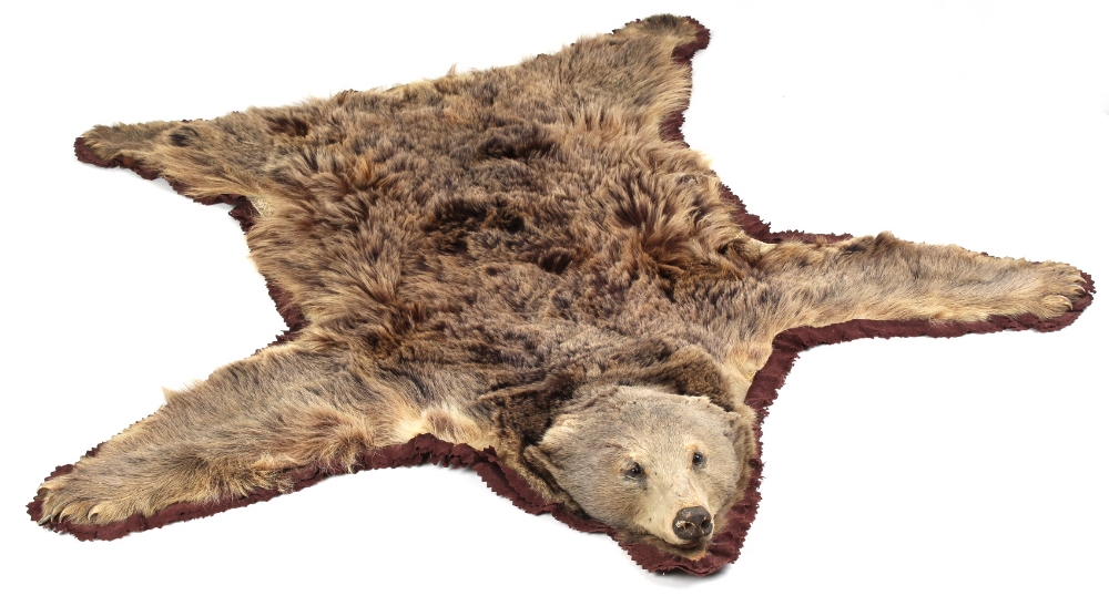 Property of a lady of title - a taxidermy brown bear skin rug, with stuffed head & claws, label