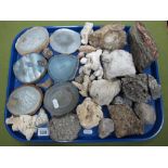 A Collection of Geological Samples, coral cross section slices, etc:- One Tray