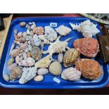 A Collection of Seashells, including conches, cones, etc.(reputedly from Somalia).