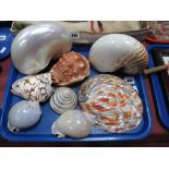 Seashells- To include Nautilus, abalone, mother of pearl, conch, etc:- One Tray