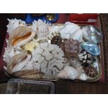 An Interesting Collection of Seashells, including Conch, snail, mother of pearl, abalone, coral,