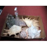 A Conical Glass Decanter, six bottle cruet set, five large sea shells.