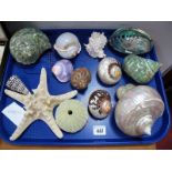 A Decorative Collection of Shells, including mother of pearl, abalone, star fish, etc:- One Tray
