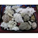 A Collection of Seashells and Coral, etc, including conch examples:- One Tray