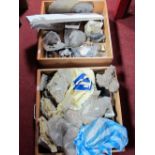 Minerals, ammonite's, rock samples, etc:- Contained in two drawers.