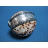 A Large Tiger Cowrie Shell (Cypraea Tigris) Box, the reeded hinged mount inscribed "Wibrandus