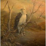 Norman Orr (Scottish 1924-1993) 'Osprey' Oil on board, signed and dated Orr/'77 lower right,