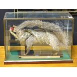 A taxidermy figure of a mongoose being attacked by a snake, in glazed case,