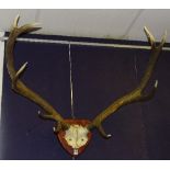 A pair of stags ten point antlers circa mid 20th century,