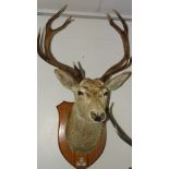 A taxidermy royal stags head with 12 point antlers,