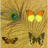 A glazed wall hanging case enclosing three taxidermy butterflies,