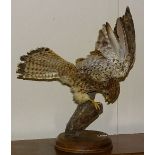 A taxidermy figure of a hawk killing a mole, on circular wooden plinth,