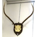 A pair of stags five point antlers circa mid 20th century,