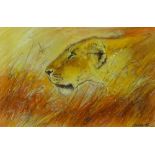 Philip Galley (Kenyan 20th Century) 'Young Lioness' Pastel, signed,