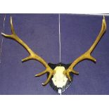A pair of stags ten point antlers circa mid 20th century,