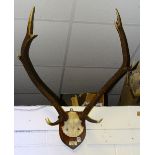 A pair of stags eight point antlers,