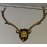 A pair of stags ten point antlers circa mid 20th century,