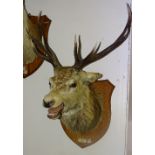 A taxidermy stags head with ten point antlers, raised on oak shield shaped wall mounting plinth,