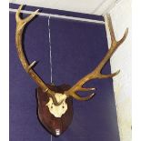 A pair of stags ten point antlers circa mid 20th century,