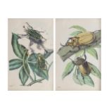 TWO PRINTS LATE EIGHTEENTH-CENTURYEach depicting insects25 x 17 cm.