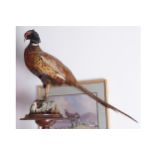 TAXIDERMY: STUFFED PHEASANT, ON A CIRCULAR WOODEN BASE 47 cm. high