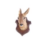 TAXIDERMY: MOUNTED DEER’S HEAD ON AN OAK SHIELD42 cm. high