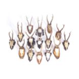 TAXIDERMY: GROUP OF 15 EARLY TWENTIETH-CENTURY MOUNTED DEER ANTLERS36 cm. high and smaller (15)