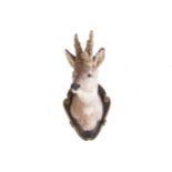 TAXIDERMY; MOUNTED DEER’S HEADon a scroll moulded shield88 cm. high; 31 cm. wide