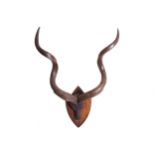 MOUNTED KUDU HEAD AND ANTLERS120 cm. high; 73 cm. wide