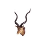 MOUNTED GIANT KUDU ANTLERS AND HEAD110 cm. high; 90 cm. wide