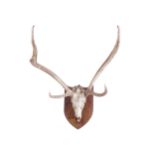 TAXIDERMY: GIANT DEER ANTLERS AND SKULLmounted on a wooden shield125 cm. high; 83 cm. wide