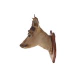 TAXIDERMY: MOUNTED DEER’S HEAD ON A WOODEN PLAQUE45 cm. high; 23 cm. wide