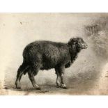 ROSA BONHEUR Bordeaux 1822 - 1899 Fontainebleau Mouton Mérinos (Merino Schaf) Litho. 34,5x45,5cm.