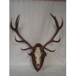 A large red deer skull and antlers