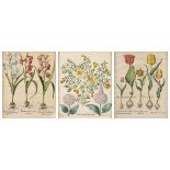 A SET OF THREE HAND COLORED BOTANICAL ENGRAVINGS, 18TH/19TH CENTURY, PROBABLY GERMAN, page