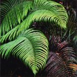 CHRISTOPHER BURKETT (American b. 1951) A PHOTOGRAPH, "Cascading Ferns, 1996," signed in pencil L/R