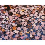 CHRISTOPHER BURKETT (American b. 1951) A PHOTOGRAPH, "Pink Floating Leaves, 1990," signed in